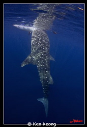 Taken in Oslob by Ken Keong 